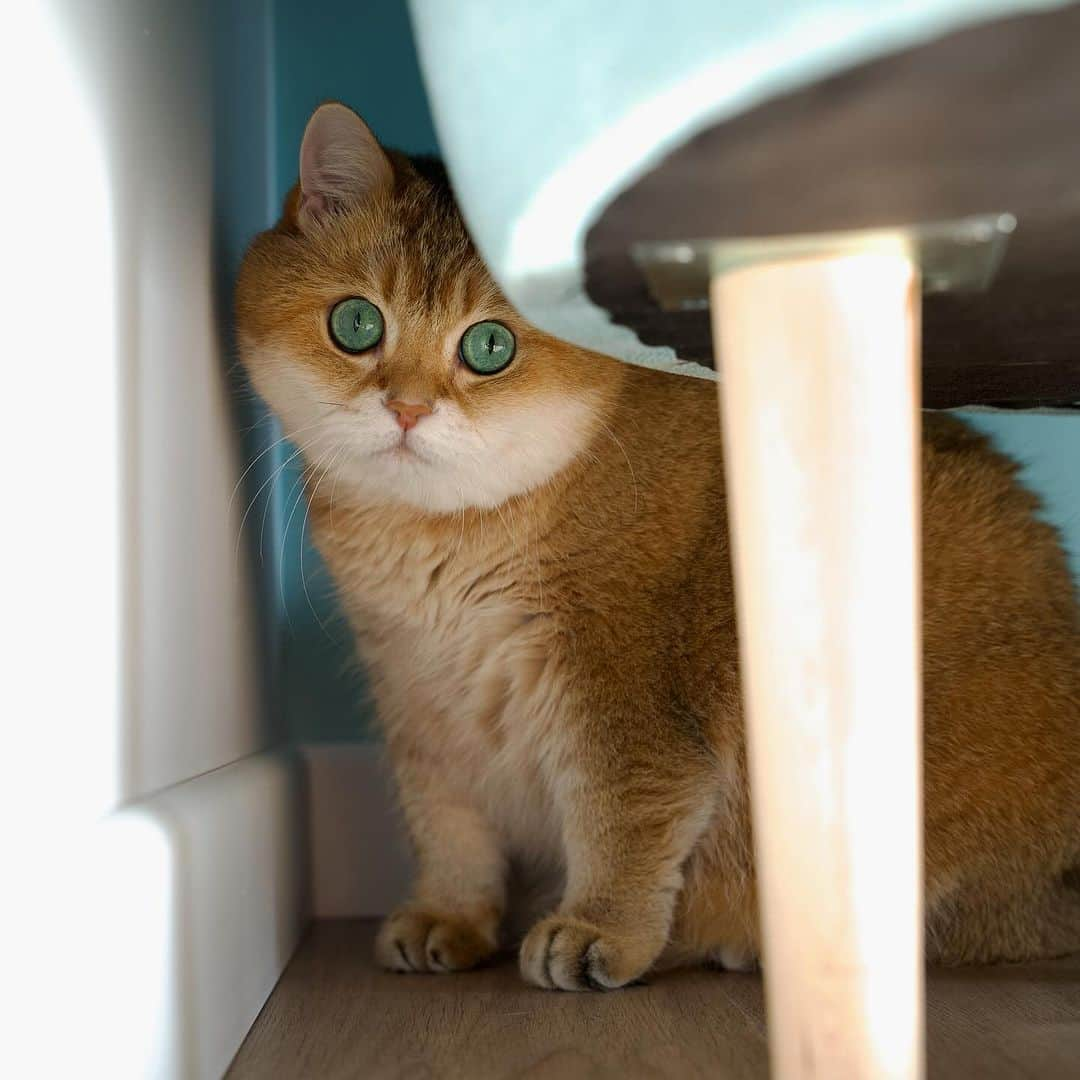 Hosicoさんのインスタグラム写真 - (HosicoInstagram)「I'm here 😺」10月19日 17時54分 - hosico_cat