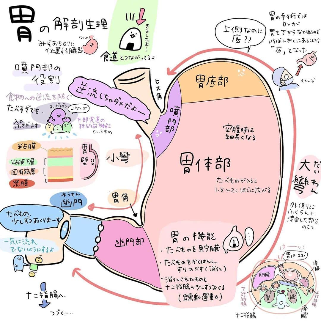 はやさんのインスタグラム写真 - (はやInstagram)「こんばんは😻 看護師のはやです。  胃についてまとめました🐕 続編(？)も描く予定、、、  #看護師#看護師あるある#看護師勉強垢#看護師ママ#看護学生#看護学生勉強垢#看護師国家試験#イラスト#看護師イラストレーター#procreate#プロクリエイト#胃#解剖生理」10月19日 18時09分 - hayao_kam