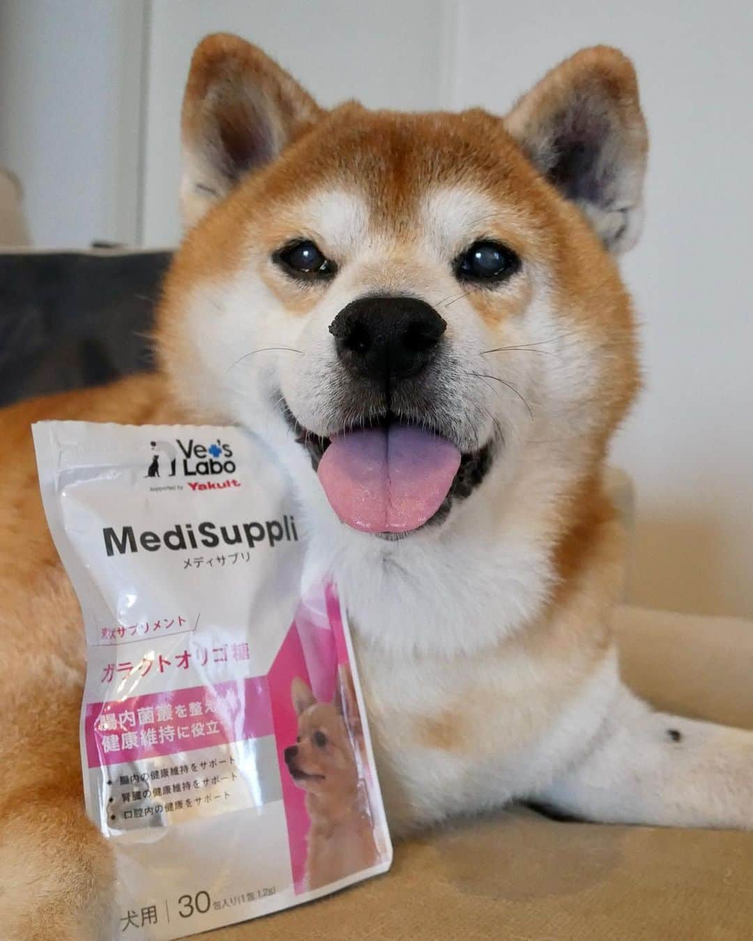 shibainu berryさんのインスタグラム写真 - (shibainu berryInstagram)「PR：ヤクルト 少し前からヤクルトが企画に携わった腸内環境を整えるサプリメント「メディサプリ ガラクトオリゴ糖」 を飲んでるよ✨ べりむく共に💩が緩めのことも時々あるんやけど、最近💩が安定して調子良い🙆‍♀️ べりやんハイシニアやし、今までに手術も3回してるから、健康には気をつけて、まずは予防から✨ しばらく飲み続けてみよう😆 べりやんはそのままでも舐めるし、フードにかけても食べるよ😊むくみは匂いにかなり敏感なのでフードにかけて食べたよ✨  #PR  #ヤクルト #メディサプリ #メディサプリガラクトオリゴ糖　#犬用サプリメント　 #柴犬 #柴 #べりやん #べりむく #多頭飼い #徳島 #berry #shiba #shibainu  #shibainumania  #shiba_snap #proudshibas #instagramjapan #ふわもこ部 #pecoいぬ部 #pecotv #9gag @9gag @barked」10月19日 18時17分 - shibainu.berry