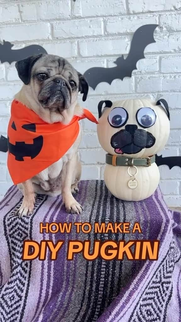 itsdougthepugのインスタグラム：「“Now u can have me on ur porch!” -Doug  Tag a pug lover who needs to make this!!   #pugsofinstagram #halloween #diy #spookyseason #pumpkin #jackolantern #crafts」