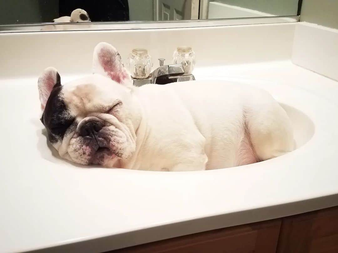 Manny The Frenchieのインスタグラム：「King of sink naps  #RememberingManny  #Mannyforever」