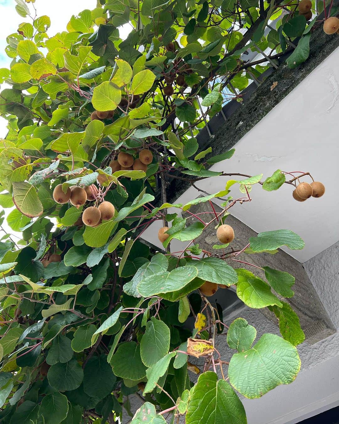 ポーイ・タリーチャダー ペッチャラットのインスタグラム：「Discovering a hidden kiwi nestled within the wall, a delightful surprise in the midst of everyday life. 🥝✨」