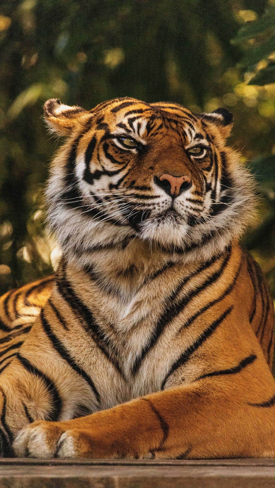 タロンガ動物園のインスタグラム