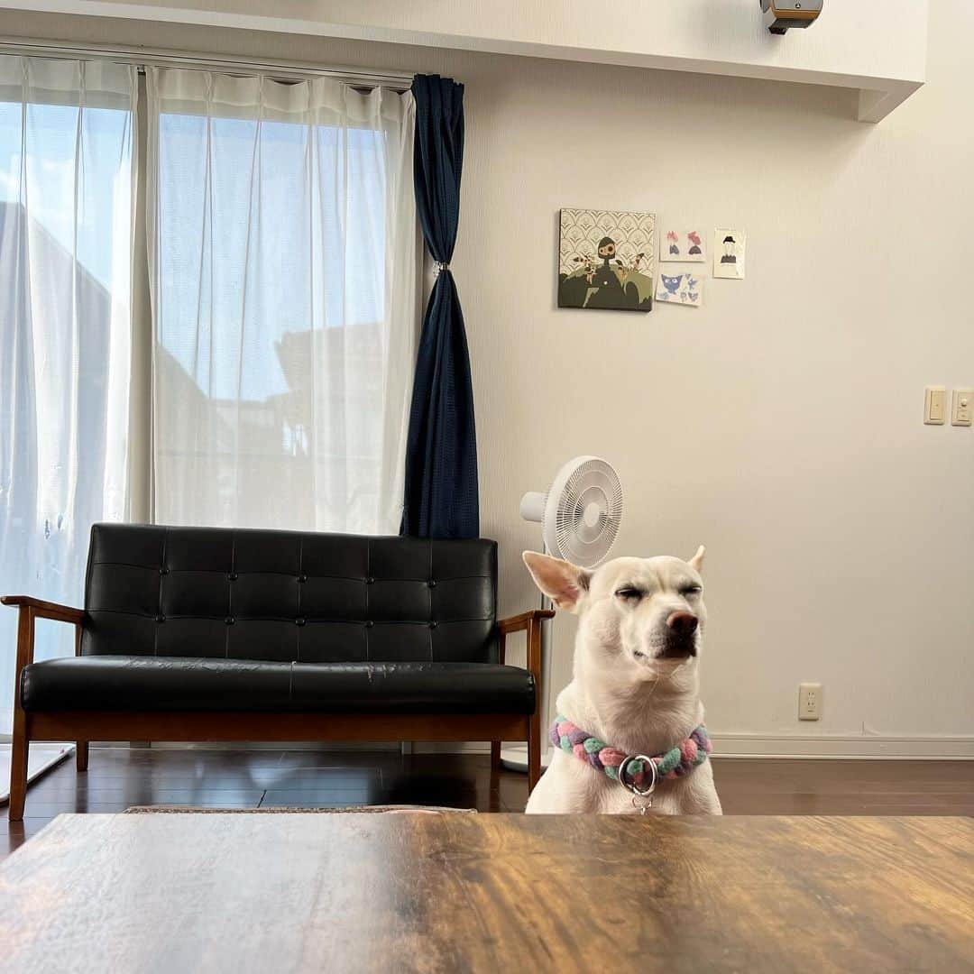 柴犬ハル&保護犬すずのインスタグラム：「🐐 . ごはんを待ってます。。 すずにもホットケーキが 出てくるはず。。🥞 . #出てきませんねー #カリカリですねー #今朝は芋を蒸しましたよ🍠 #犬も眉間にシワがよるのですね . ※一つ前の投稿にコメントなどありがとうございました！ 知人と協力して1番いい方法に巡り会えるように がんばります！ . #柴犬#柴#kagoshima#dog#puppy#shibainu#shibastagram#いぬバカ部#family#cat#鹿児島#赤柴#ねこ#猫#雑種#天文館#日本犬#保護犬を家族に#保護犬#元保護犬#姉妹」