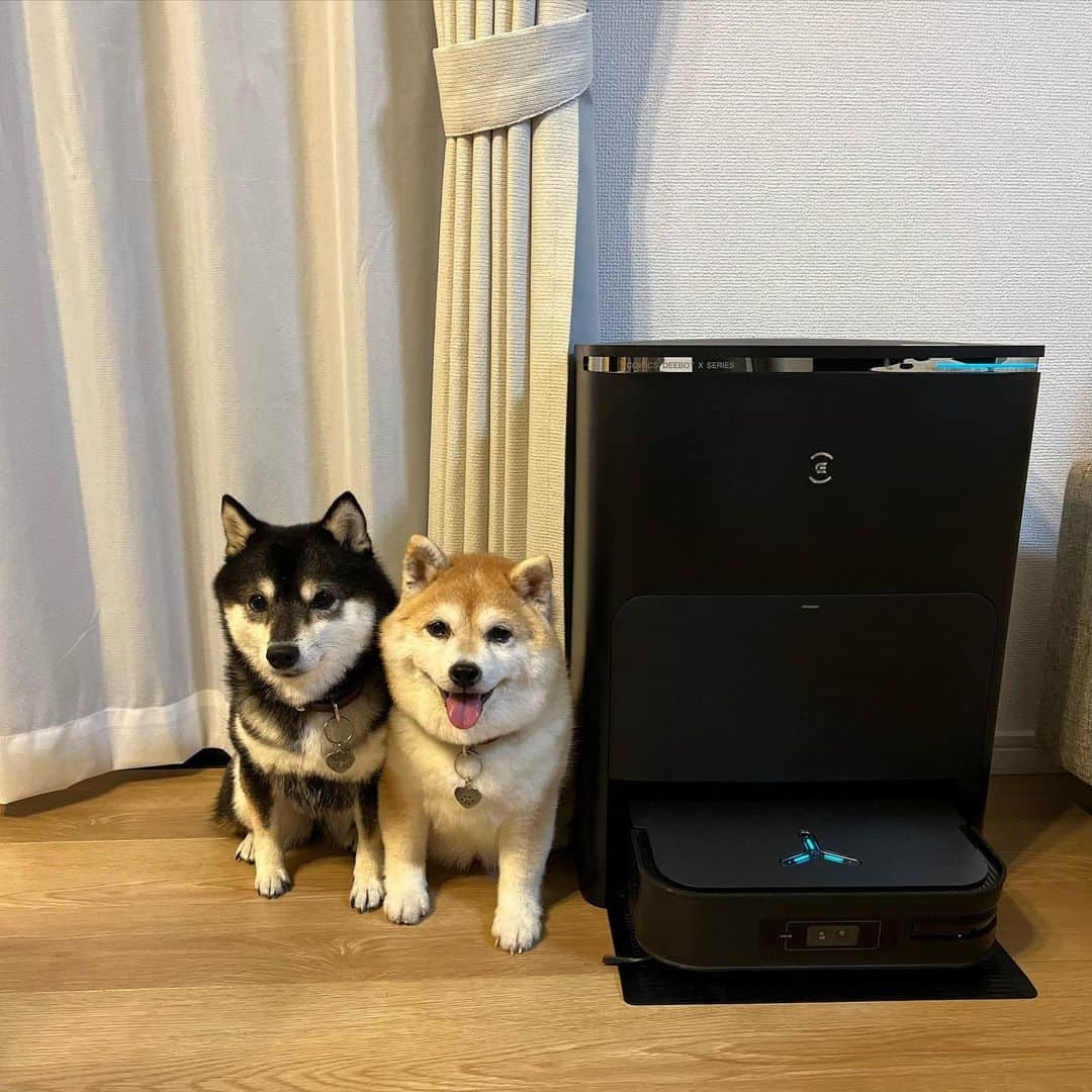 豆柴なつ&ふゆさんのインスタグラム写真 - (豆柴なつ&ふゆInstagram)「@ecovacs_jp さんの DEEBOT X2 OMNI⭐️ 吸引&水拭きでお掃除楽ちん❤️ スクエア型で隅々までお掃除してくれるし、お掃除後もモップ洗浄と乾燥まで自動、もちろんゴミも自動回収‼️  マッピングも出来るし音声でもスマホからも操作可能💕  最新AI機能で最適な清掃をしてくれる‼️  "これが最強の清掃力"というだけあって これに任せておけば床掃除はもう完璧に近い😆  ますますズボラには最強の味方です😂  ☟ https://ecovacs.info/x2_kol_ig3  #pr #エコバックス #ECOVACS #ディーボット #DEEBOT #DEEBOTTX2OMNI #ディーボットX2OMNI #ロボット掃除機 #お掃除ロボット #掃除やめた #ゼロ家事    #いぬのいる暮らし  #shibaaddict #柴 #しばいぬ  #shibamania  #instashiba#cutedogs  #柴犬#shiba #shibainu #shibastagram #いぬすたぐらむ #shibainumag_feature #dogoftheday  #🐕📷 #theshibasociety  #proudshibas」10月19日 20時31分 - mameshiba.natsuinu56