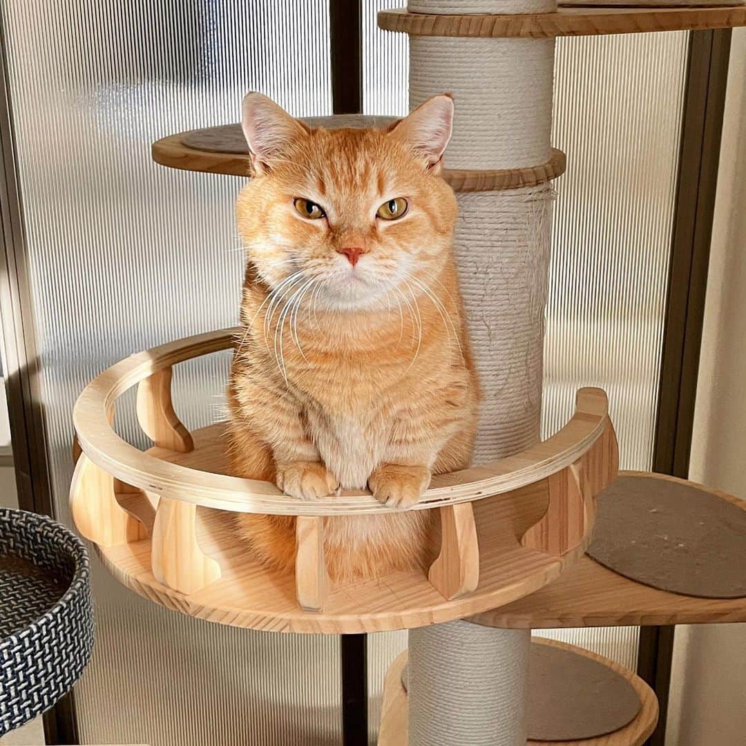 Purin_munchkincatのインスタグラム：「ニャルソック隊長😸久しぶりにご出勤です！ ここから窓の外がよく見えるにゃ✨  #短足マンチカンのプリンとメル #マンチカン #茶トラ #キジトラ #短足 #短足マンチカン #子猫 #ねこ部 #cat #munchkincat #catstagram #ilovecat #ふわもこ部 #catloversclub #munchkinlovers #catsofinstagram #にゃんすたぐらむ #ねこのいる生活 #猫好きさんと繋がりたい」