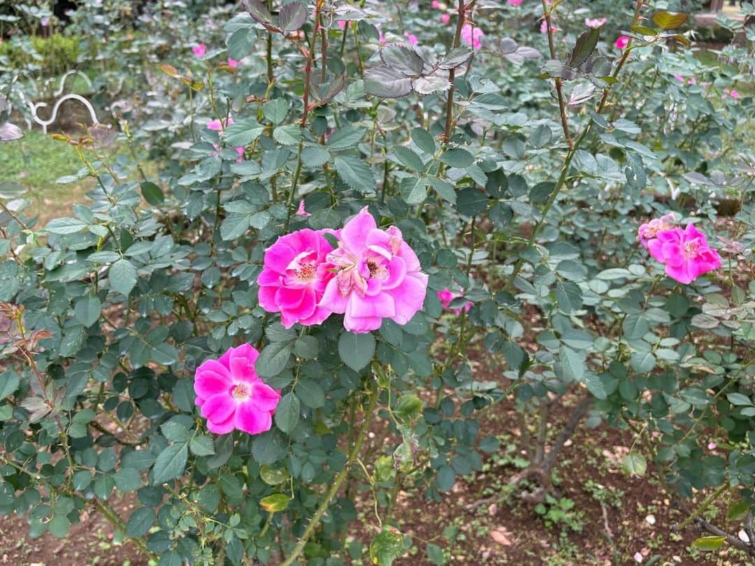のインスタグラム：「natural power🩷🪻🌼🍂🌤️  朝お仕事でお昼に終わったから、1日で2回公園行ったひ⛲️ 全部自然の空気に取り換えれて、私の二酸化炭素ぴゅあ〜」