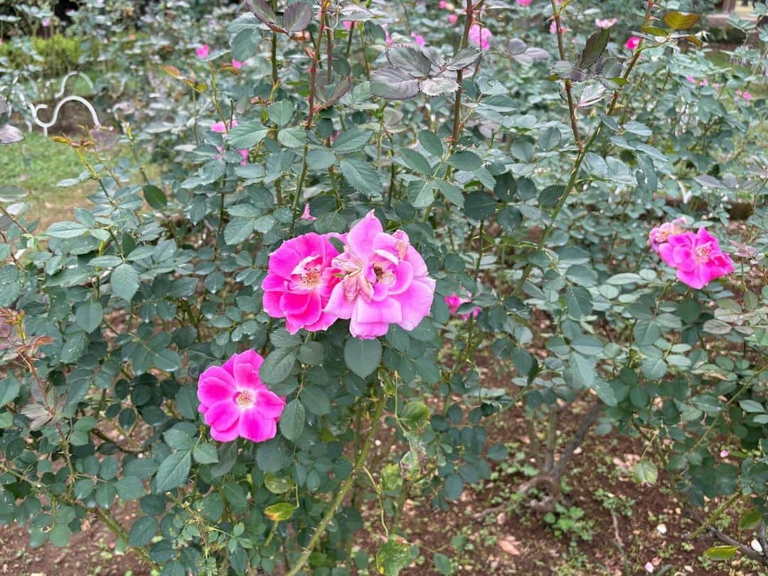 川端結愛のインスタグラム：「natural power🩷🪻🌼🍂🌤️  朝お仕事でお昼に終わったから、1日で2回公園行ったひ⛲️ 全部自然の空気に取り換えれて、私の二酸化炭素ぴゅあ〜」