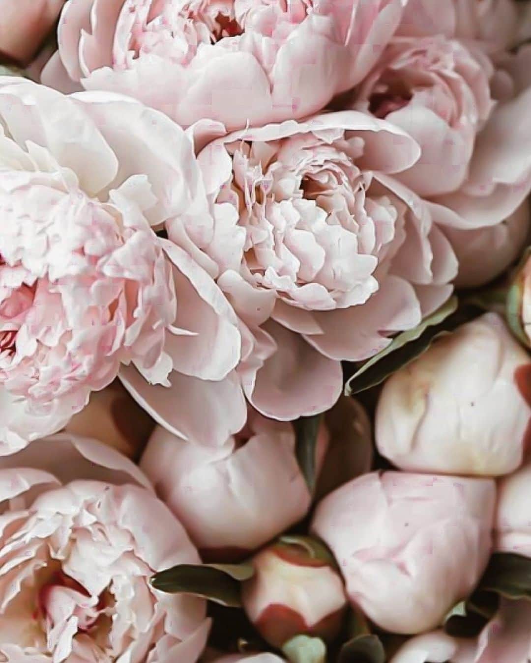 Yukicoさんのインスタグラム写真 - (YukicoInstagram)「🍃🌸🍃🌸🍃  ————————————————————— 見てくださる方にプラスになる投稿をしていきます 是非いいね♡フォロー♡ よろしくお願いいたします𓅟 私の写真の編集については フォトレッスンでレクチャーをしています —————————————————————  #flowers#flowerpower#flowerphotography#flowerporn#flowerslovers#flowerstagram#bouquet#bouquets#btsarmy#jiminpen#btsjimin #ジミンペン」10月19日 20時55分 - yukicolifecom
