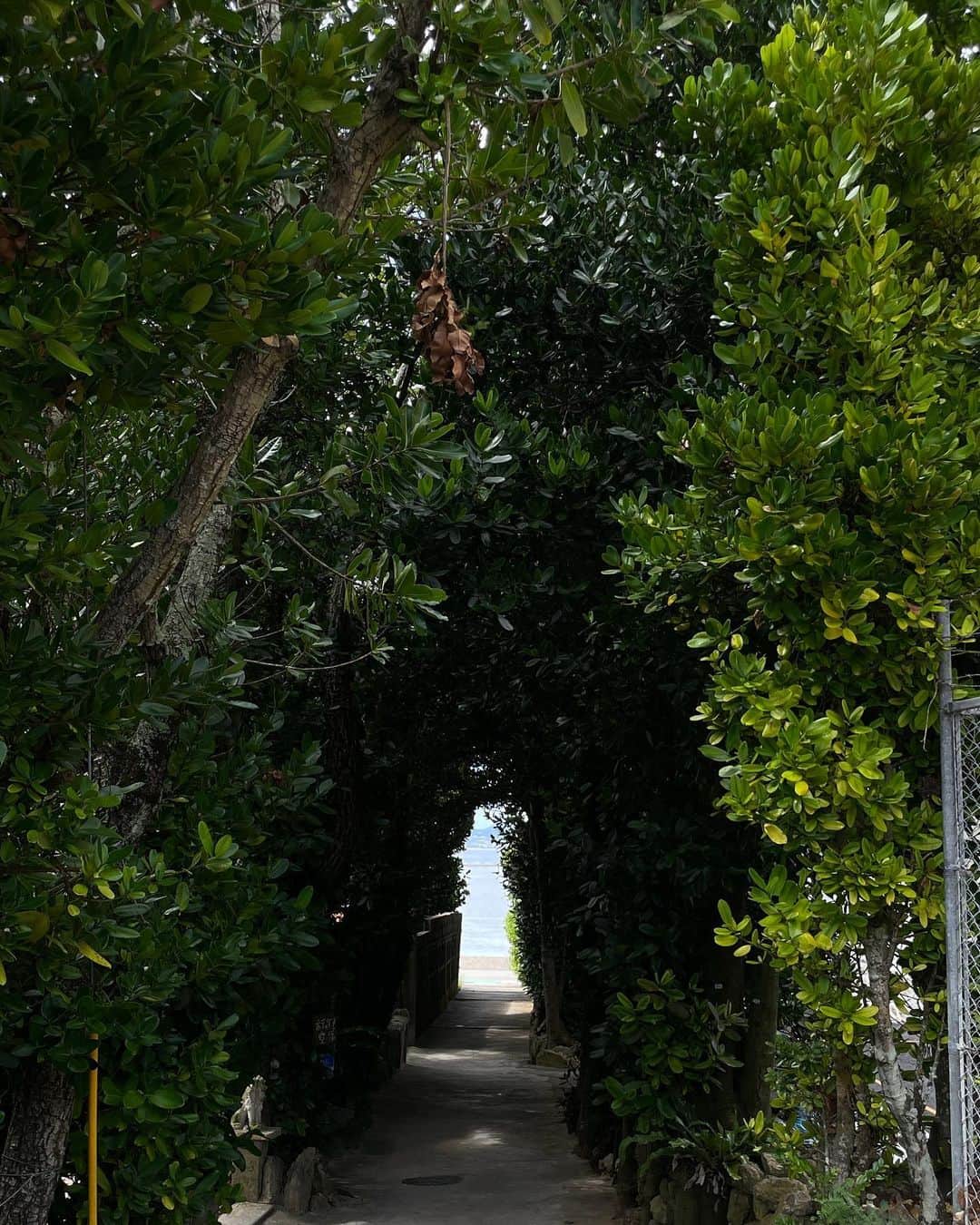 神崎菜緒（なをまる）さんのインスタグラム写真 - (神崎菜緒（なをまる）Instagram)「ㅤㅤㅤㅤㅤㅤㅤㅤㅤㅤㅤㅤㅤ  ㅤㅤㅤㅤㅤㅤㅤㅤㅤㅤㅤㅤㅤ 沖縄旅行〰️🌺🌴  フクギ並木🌳 お家の周りに大きな縄と大きな石がいっぱいあって不思議だった。 わたしが島育ちだったらどういう人生を歩んでたのかな〜。と考えながらお散歩した🙃」10月19日 21時07分 - nao_snow