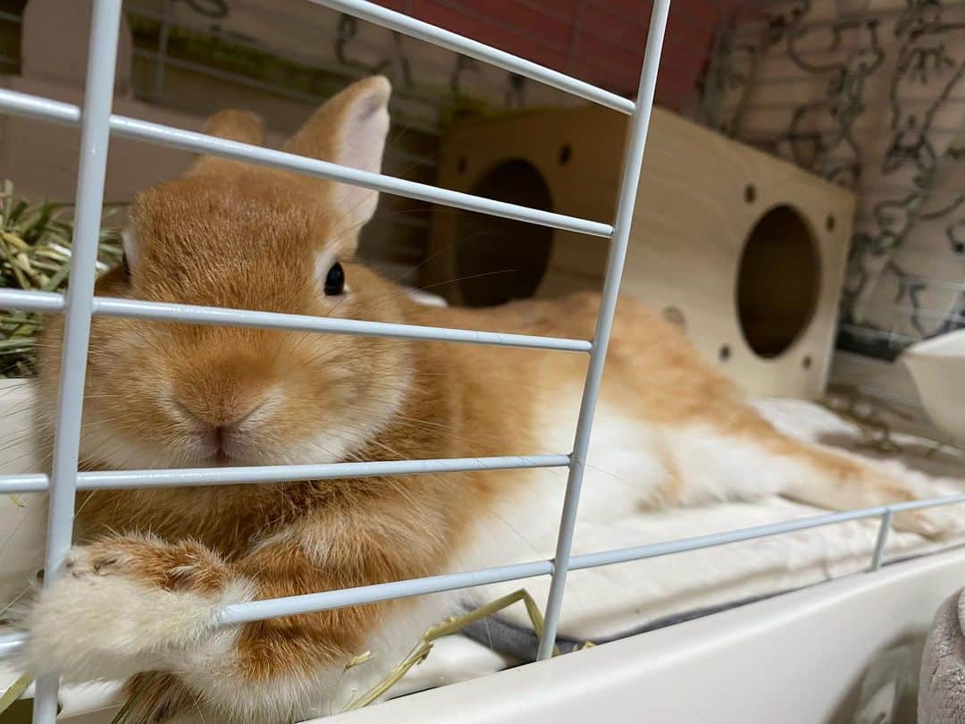 ラン?のインスタグラム：「チモシー‪🌱‬食べてたら、眠くなって…そのままゴロンした♡ ꜀( ꜆ᐢ. ̫.ᐢ)꜆ お手手かわいい☺️💓 ケージの扉は、開けっ放しだけど、落ち着くのか中で寝ることが多いシェリたん( *´꒳`*)︎🧡 ☆  ☆ #うさぎのシェリー  #うさぎ  #うさぎのいる暮らし  #rabbit  #ネザーランドドワーフ  #ふわもこ部  #もふもふ部  #netherlanddwarf  #kawaii  #かわいい  2023.10.19」