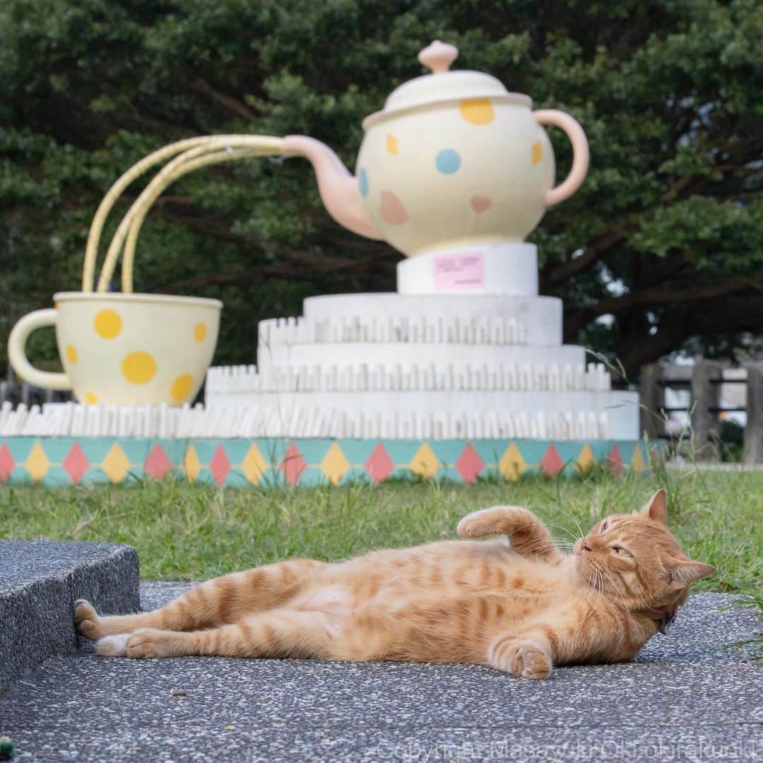 のインスタグラム：「映えスポット。  #cat #ねこ #猫 #東京カメラ部 #nekoclub  #yourshotphotographer #my_eos_photo」