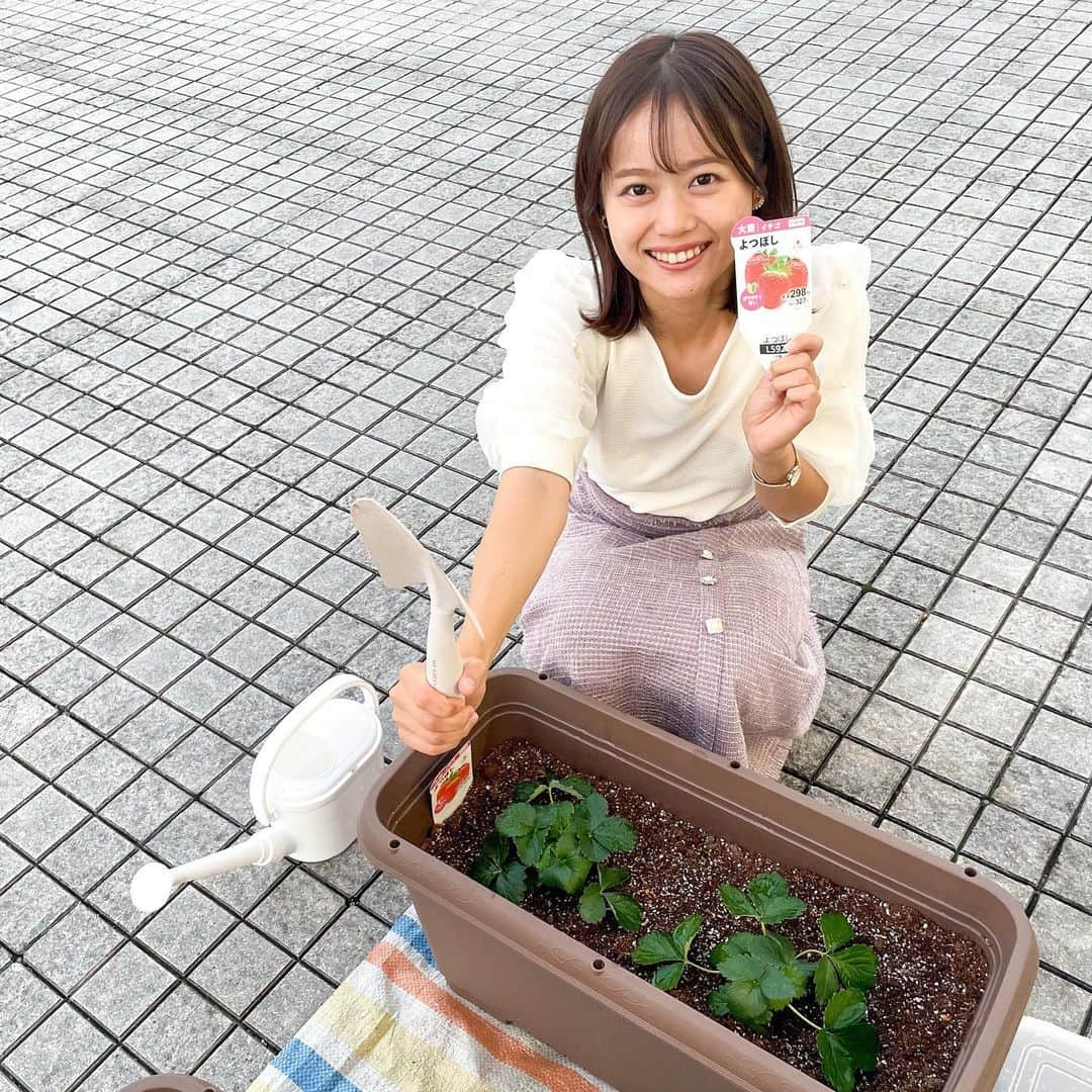 広島ホームテレビ「HOME NEXT neo」のインスタグラム：「地球派宣言の一環で、苺を植えました🍓  プランターに、苗が1株入りきらなかったので、家で育てることになりました😂 ベランダで初めての家庭菜園。ドキドキしています。  収穫は4〜5月の予定です！ 美味しい苺になりますように〜！☺️🍓 #地球派宣言#家庭菜園」