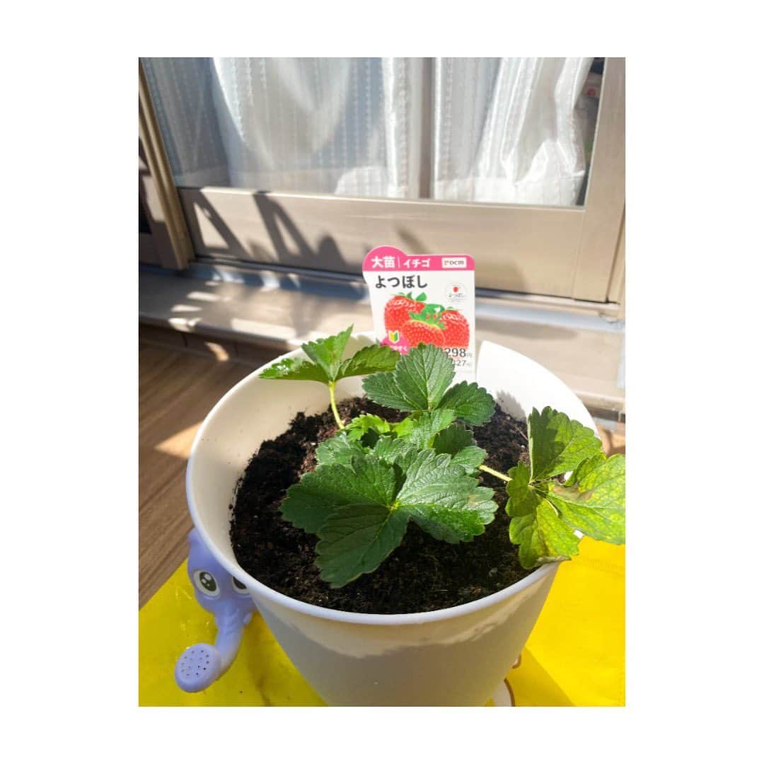 広島ホームテレビ「HOME NEXT neo」さんのインスタグラム写真 - (広島ホームテレビ「HOME NEXT neo」Instagram)「地球派宣言の一環で、苺を植えました🍓  プランターに、苗が1株入りきらなかったので、家で育てることになりました😂 ベランダで初めての家庭菜園。ドキドキしています。  収穫は4〜5月の予定です！ 美味しい苺になりますように〜！☺️🍓 #地球派宣言#家庭菜園」10月19日 21時54分 - home.announcers