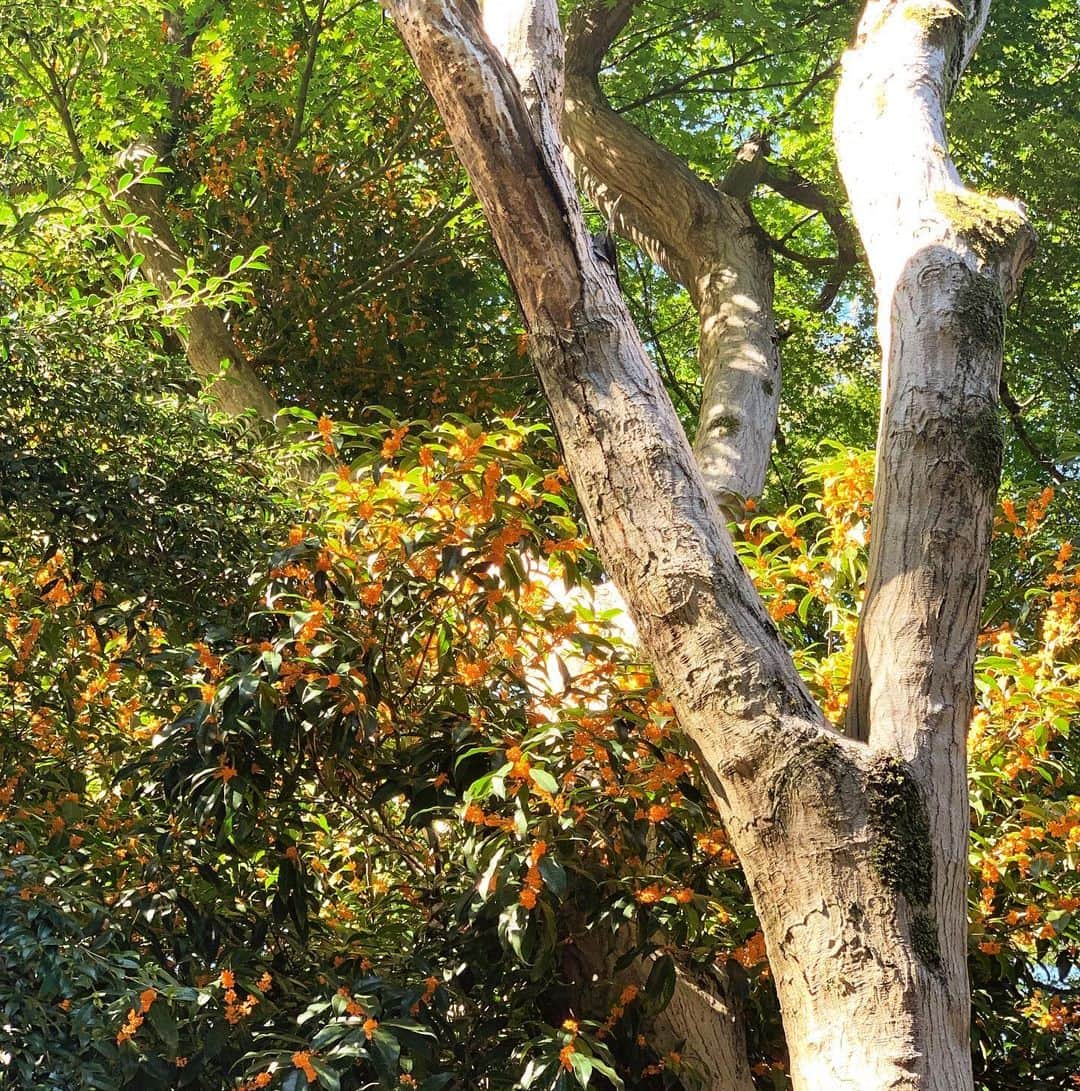 佐藤友子さんのインスタグラム写真 - (佐藤友子Instagram)「家のわりと近所なのにこんなに大きな金木犀の木があるなんて知らなかった。  今週は鼻先を天に向けるような気持ちで、金木犀の香りをくんくんと楽しみながら歩いています。  #金木犀 #キンモクセイ #北欧暮らしの道具店」10月19日 21時58分 - tomokosato_hokuohkurashi