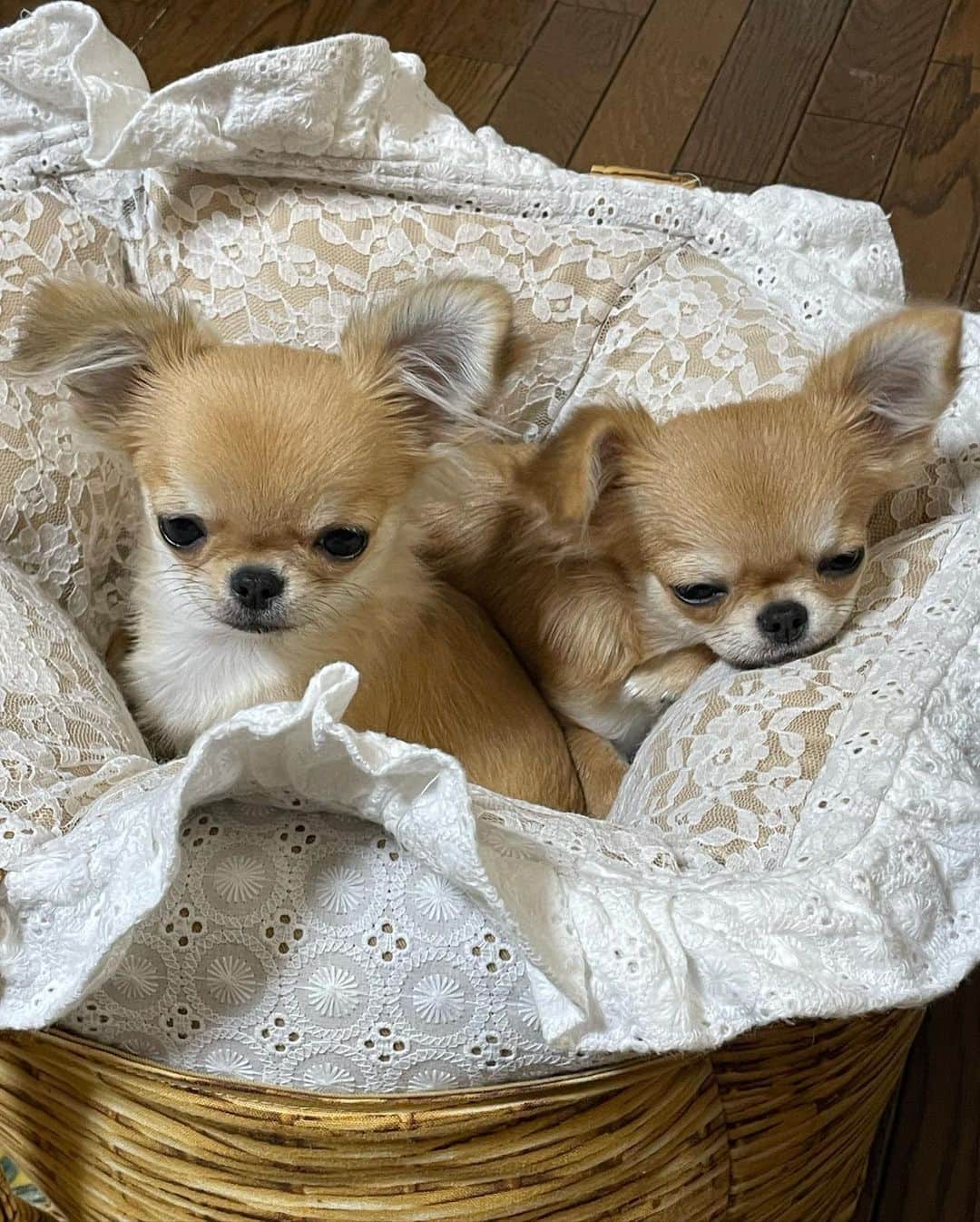 ∞maki∞??????さんのインスタグラム写真 - (∞maki∞??????Instagram)「2023.10.19 ウル♡リル♡ ・ ・ ・ ・ ・ ・ 今日は疲れた〜🥱 おやすみなさい🌙 ・ ・ ・ ・ ・ #まだまだやる事あって寝れない🙃 #現実逃避#とーい目😟 #垂れ耳ちゃん #大好き😘❤ #動画#movie #dog#Chihuahua#Chihuahualove#Chihuahualife#instaChihuahua#happy#cute#love#犬#チワワ#ロングコートチワワ#多頭飼い#可愛い#癒し#幸せ#仲良し#ｳﾙﾘﾙ」10月19日 22時00分 - maki_dfpso