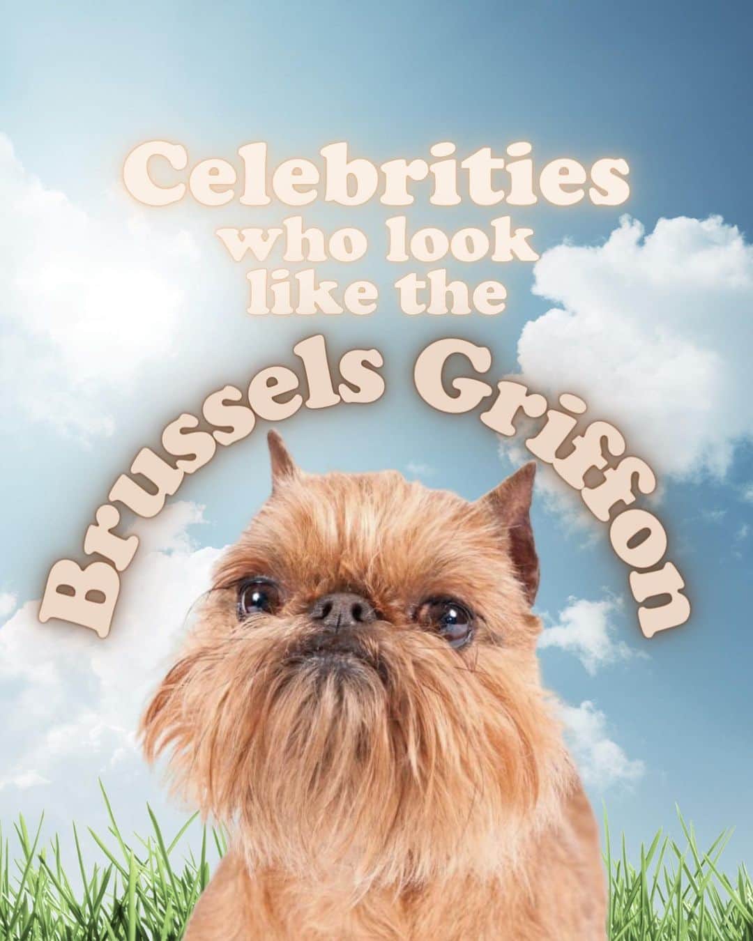 JessRonaGroomingのインスタグラム：「The Dog of The Week is… The Brussels Griffon! 🎉🐾✨  #michaelshannon #jacknicholson #elisabethmoss #ewok #brusselsgriffon #jessronagrooming」