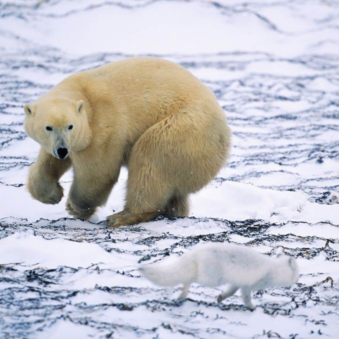 アニマルプラネットのインスタグラム：「Cozy showdown ⚔🧣  Polar bears' two-layered coat prevents almost all heat loss. Arctic foxes are the only canids with fur-covered foot pads. Who's coziest?  📷: Darrell Gulin  #cozyvibes #wildlife」