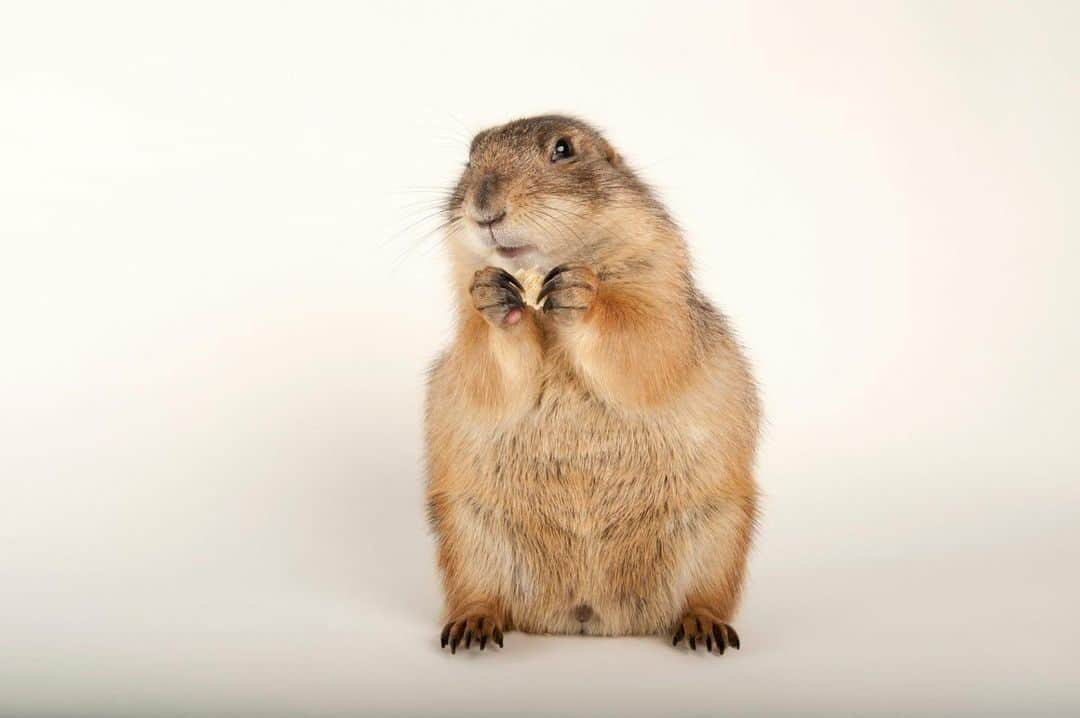 Joel Sartoreのインスタグラム：「Black-tailed prairie dogs are incredibly social, and their so-called towns can have hundreds of residents and many different neighborhoods. In 1902, the largest town ever documented stretched across 25,000 square miles in Texas and was home to an estimated 400 million prairie dogs. Photo taken @zooatl.   #prairiedog #animal #mammal #wildlife #photography #animalphotography #wildlifephotography #studioportrait #PhotoArk @insidenatgeo」