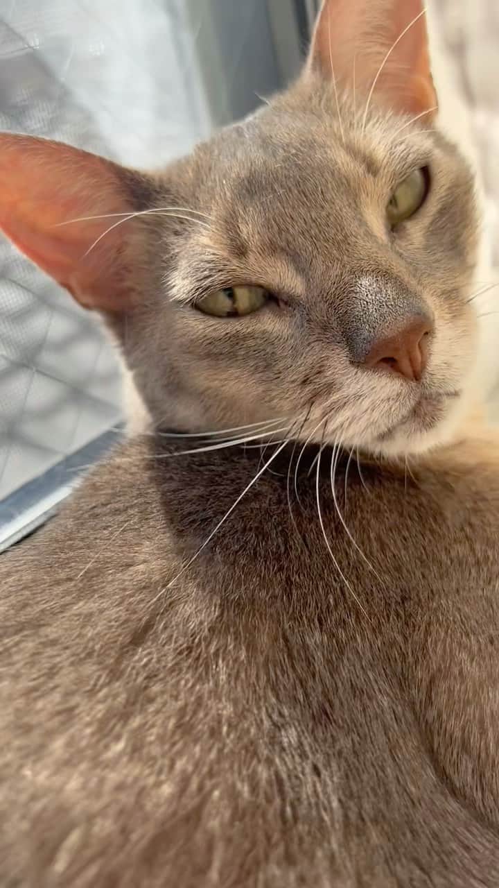 Jenyaのインスタグラム：「Curtain cat #abyssinian #abyssiniancat #cat #catsofinstagram #blue #abyssinianblue #cutecat #catreels」