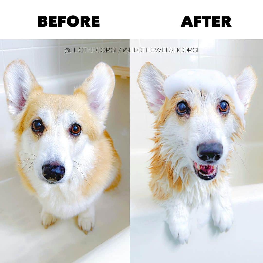 Liloのインスタグラム：「Before and after bath time - the transformation is real! When the bubbles arrive, I’m ecstatic 🛁😐➡️😁 #bathtime   ⁣ . ⁣ .⁣ .⁣ .⁣ .⁣  #corgis #corgicommunity #corgiaddict #dogstagram #bath #corgidog #corgilover #corgination #dog #corgidaily #corgipuppy #corgiworld #dogs #corgilife #pembrokewelshcorgi #corgigram #weeklyfluff #corgilovers #corgistagram #corgisofinstagram #corgilove #dogsofinstagram #corgiplanet #lol  #welshcorgi #corgi」
