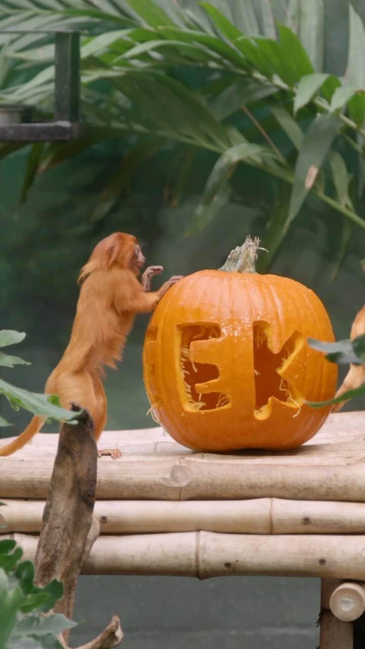 スミソニアン博物館のインスタグラム：「Gourd vibes only 🎃✨ Our animals are enjoying some spooktacular enrichment activities, carving with paws, claws, and beaks! 🐾🎃👻  🎥  Video Description: A variety of zoo animals enjoying pumpkins. Upbeat, seasonal Halloween music plays.」