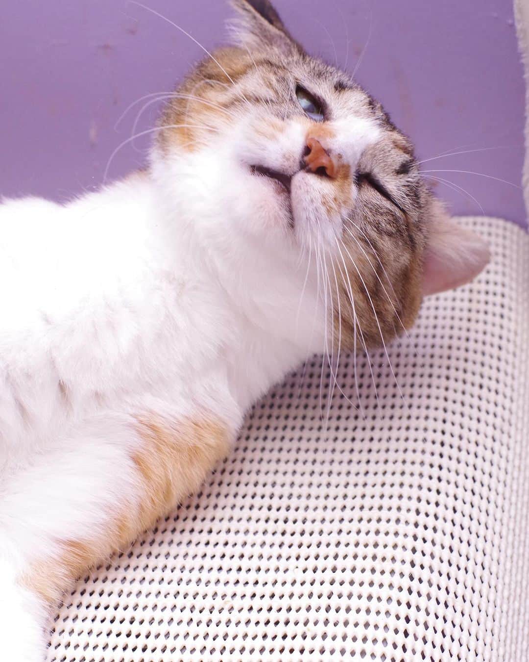 Kachimo Yoshimatsuさんのインスタグラム写真 - (Kachimo YoshimatsuInstagram)「カスちゃん  一枚目の目を拡大すると、 私が写り込んでる。  #うちの猫ら #猫 #castella #ねこ #ニャンスタグラム #にゃんすたぐらむ #ねこのきもち #cat #ネコ #catstagram #ネコ部 http://kachimo.exblog.jp」10月19日 23時51分 - kachimo