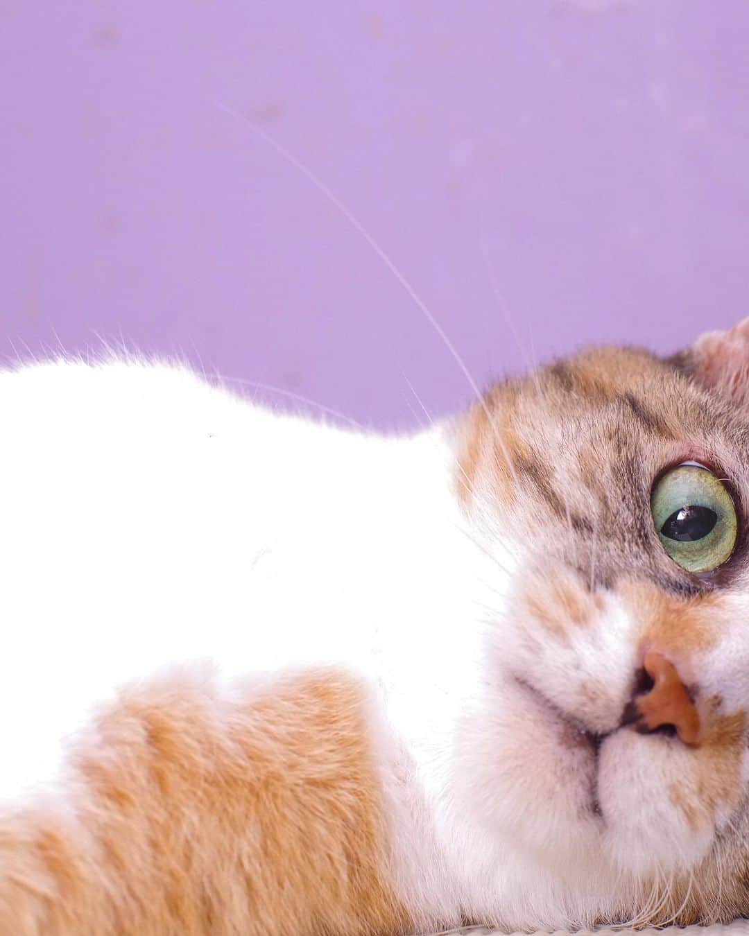 Kachimo Yoshimatsuのグルメインスタ