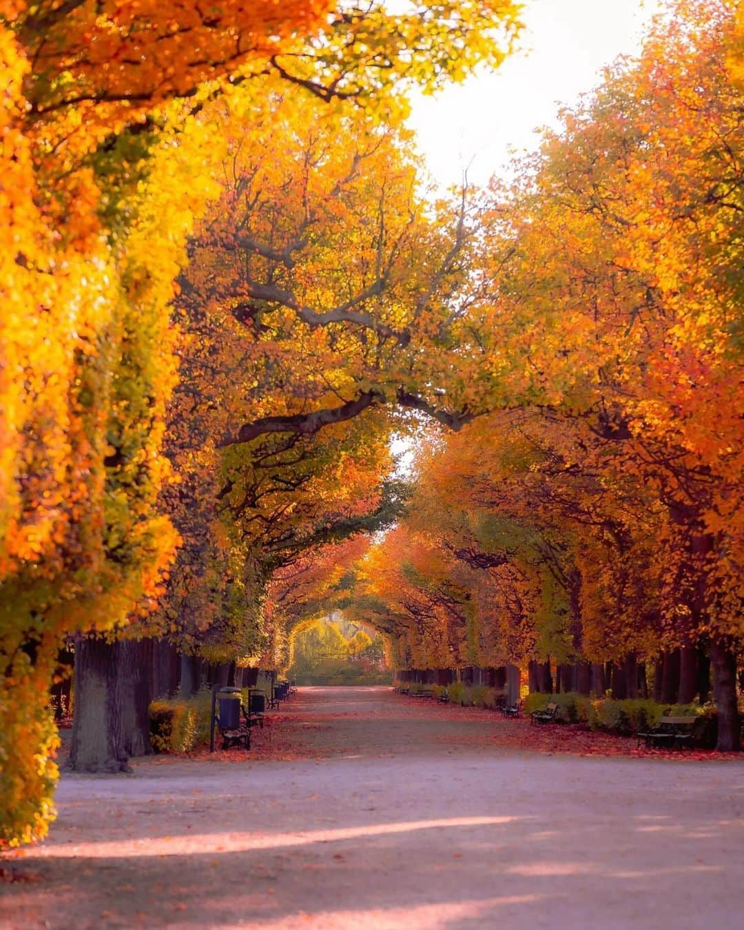 Wien | Viennaさんのインスタグラム写真 - (Wien | ViennaInstagram)「Autumn walks in the mesmerising @schoenbrunnpalace Park. 🍂🍁😍 by @romanpixs #ViennaNow  #vienna #wien #autumn #vienna #vienna_austria #vienna_city #visitvienna #viennagram #ilovevienna #herbstliebe #schönbrunn #schlossschönbrunn」10月20日 0時11分 - viennatouristboard