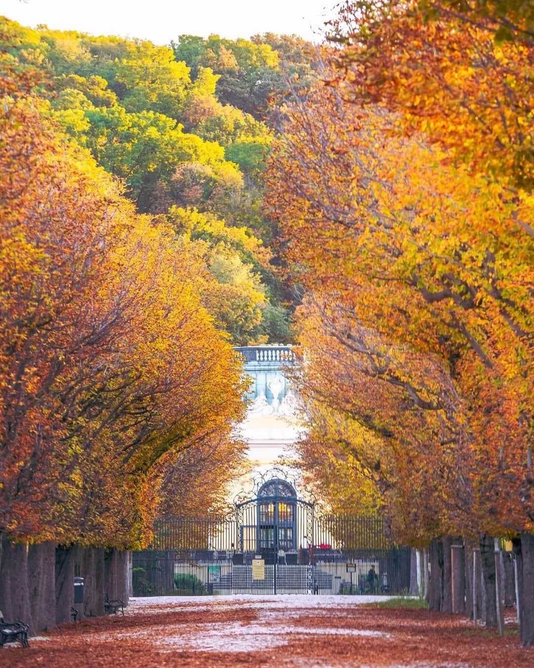 Wien | Viennaさんのインスタグラム写真 - (Wien | ViennaInstagram)「Autumn walks in the mesmerising @schoenbrunnpalace Park. 🍂🍁😍 by @romanpixs #ViennaNow  #vienna #wien #autumn #vienna #vienna_austria #vienna_city #visitvienna #viennagram #ilovevienna #herbstliebe #schönbrunn #schlossschönbrunn」10月20日 0時11分 - viennatouristboard