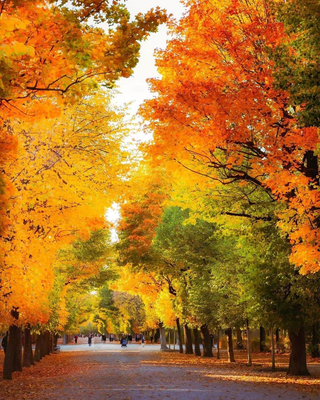 Wien | Viennaさんのインスタグラム写真 - (Wien | ViennaInstagram)「Autumn walks in the mesmerising @schoenbrunnpalace Park. 🍂🍁😍 by @romanpixs #ViennaNow  #vienna #wien #autumn #vienna #vienna_austria #vienna_city #visitvienna #viennagram #ilovevienna #herbstliebe #schönbrunn #schlossschönbrunn」10月20日 0時11分 - viennatouristboard