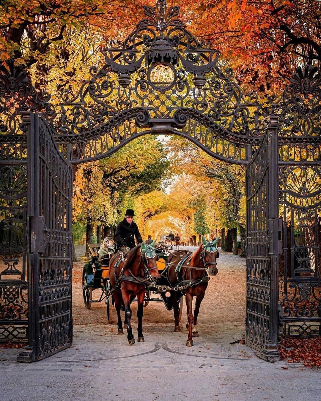 のインスタグラム：「Autumn walks in the mesmerising @schoenbrunnpalace Park. 🍂🍁😍 by @romanpixs #ViennaNow  #vienna #wien #autumn #vienna #vienna_austria #vienna_city #visitvienna #viennagram #ilovevienna #herbstliebe #schönbrunn #schlossschönbrunn」