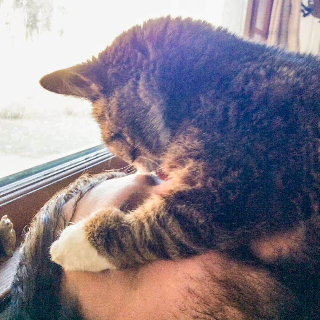 Lil BUBのインスタグラム：「BUB and I had a very special connection that was centered around reciprocated love, mutual care, and mindfulness. She taught me how to put someone else’s needs before my own, what unconditional love really means, and how to meditate.  This is a photo of a BABY BUB meditating with me and blessing me with her space magic in the little apartment we lived in shortly after we found each other. I miss these moments more than anything in the world.   GOOD JOB BUB! COME BACK TO VISIT!  #visitplease #lilbub #goodjobbub  #catsofinstagram #cat #cute #mindfulness #meditation」
