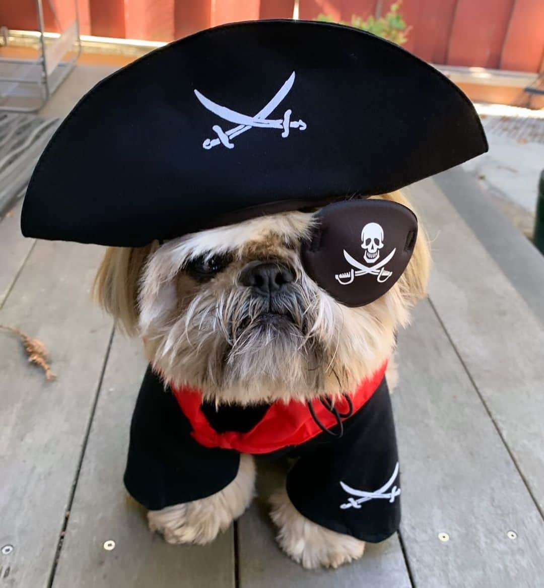 Dougie the Shih Tzuのインスタグラム：「Halloween #tbt」