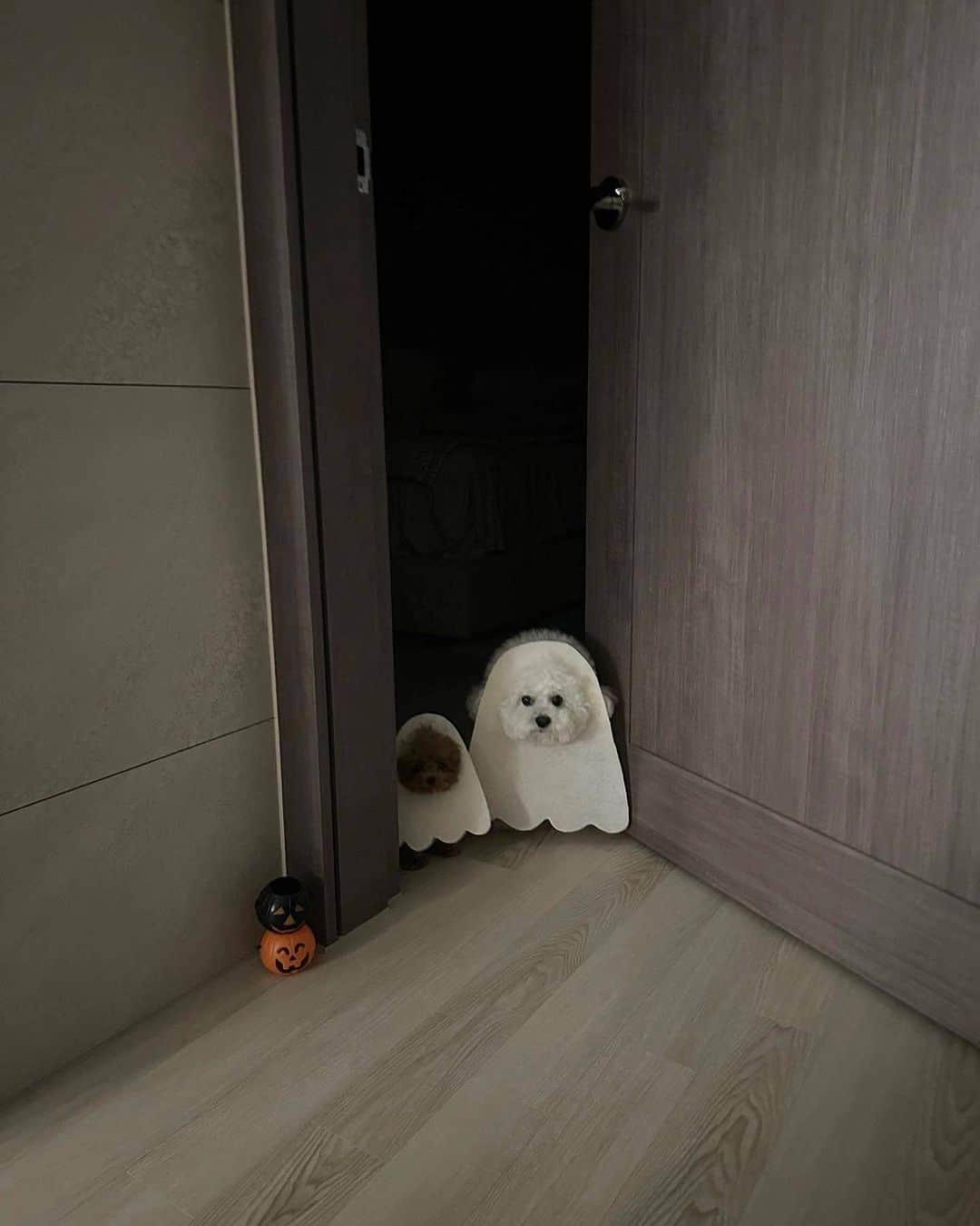 SHEINのインスタグラム：「These BOOtiful pups can haunt our house anytime 👻🎃 @arang2o_o  #SHEINinspo」