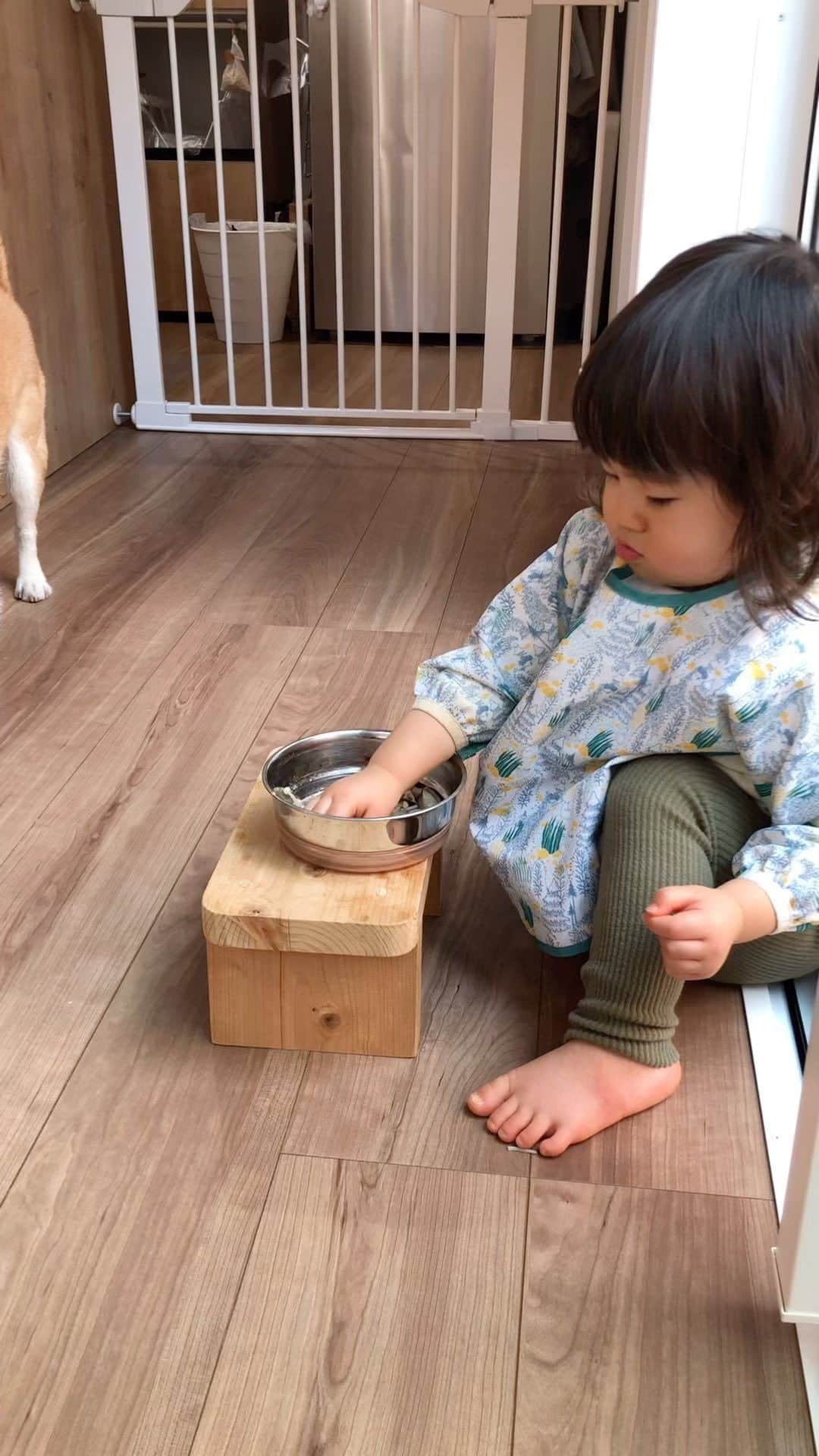 宇都宮まきのインスタグラム：「おまちゃん🐕が大好きやけど どうやって遊んだらいいかまだ分からなくて たまにびっくりさせてしまうけど だんだん仲良くなってくれて嬉しいヽ(´▽｀)/♡ おまちゃんありがとう🐕」