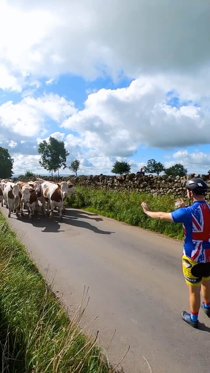 goproのインスタグラム：「Those cows were on the moooooove 🐄  GoPro Subscriber @andrewon2wheels was udderly astonished when the herd was barreling down at him. He scored $1,000 for submitting this legen-dairy #GoProMAX clip to GoPro.com/Awards.  @goprouk #GoProUK #GoPro #Cows #Bike #RoadBiking」