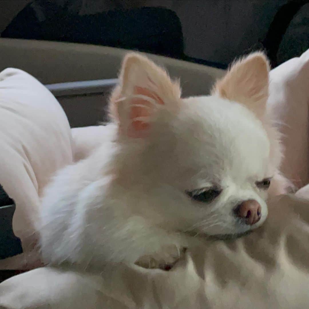 ソルジさんのインスタグラム写真 - (ソルジInstagram)「_ 사랑해🫶🏻  #2일간함께해줘서고마워요🐶❤️」10月20日 0時57分 - soul.g_heo