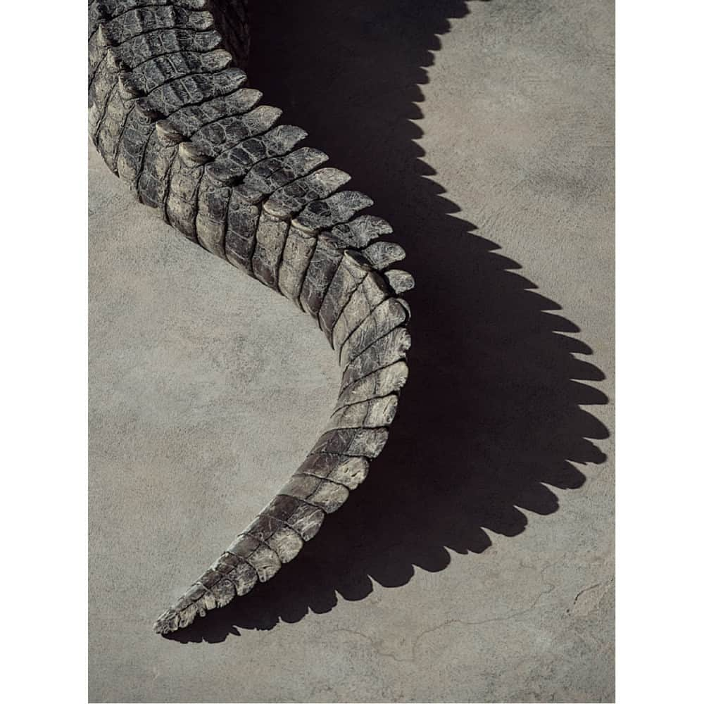 Robert Clarkさんのインスタグラム写真 - (Robert ClarkInstagram)「The powerful tail of a saltwater crocodile photographed in the temples of Angkor Wat, Cambodia. The crocodile, which dates back the late Cretaceous period (BCE 100.5 million years ago) has maintained mostly the same body form and changed very little due to is effective desgin as an Apex predator.   👋 It's #GetToKnowYourCustomersDay and I have a question for you!  What first brought you to my account? Was it a specific piece, a link somewhere, my overall style?   Building an audience as an artist can be a little bit of a mystery, so I'd love to know!」10月20日 1時04分 - robertclarkphoto