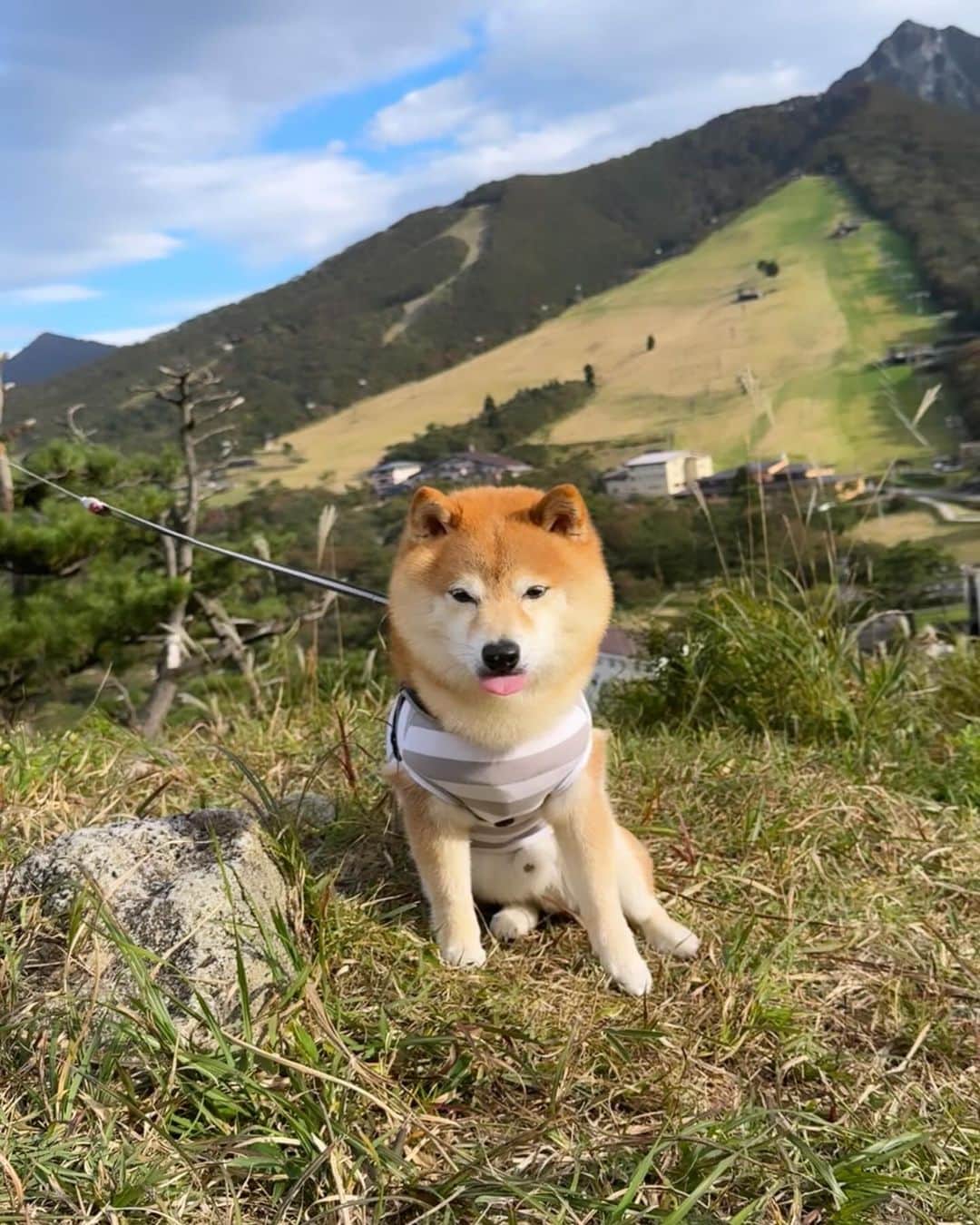 豆柴ソラのインスタグラム：「(ᵔᴥᵔ)2023.10.19 山んぽ ヤッホー！いい景色 ソラをモデルに飼い主それぞれ写真を撮る🤳✨ 写真は全てソラ中心 景色なんてそっちのけ😅 . 無料ドッグランは ちょこっと走っただけ (ง ˙o˙)ว ドッグラン周りの匂いを嗅いで 用を足してケリケリピーン！ . 近くの参道を少し歩いて なになに⁇（「・・）ﾝ? 足湯をのぞいて退散！ε”ε”ε”(ﾉ´･д･)ﾉ . 車の中の小競り合い ソラがとーしゃんの肩をホリホリ‥ 痛い！と騒ぐとーしゃん ちょっと腕が邪魔！😒 . ソラのドヤ顔( ⁼̴̀꒳⁼̴́ )ﾄﾞﾔｯ✧ . 疲れてご飯も食べず テントの中で寝ちゃった💤 もちろん夜のおやつ催促も無し . .  #豆柴 #まめしば #mameshiba #柴犬 #しばいぬ#shibainu #赤柴 #柴犬ライフ #ここ柴部 #エブリドッグ #しばすたぐらむ #shibastagram #shiba_snap #shibalove #shibamania #まめしば #柴犬大好き部 #peppyフォト部 #peppydogs #いぬのきもち #犬のいる暮らし #いぬすたぐらむ #柴犬のいる暮らし #柴犬好きな人と繋がりたい #豆柴ソラ8歳」
