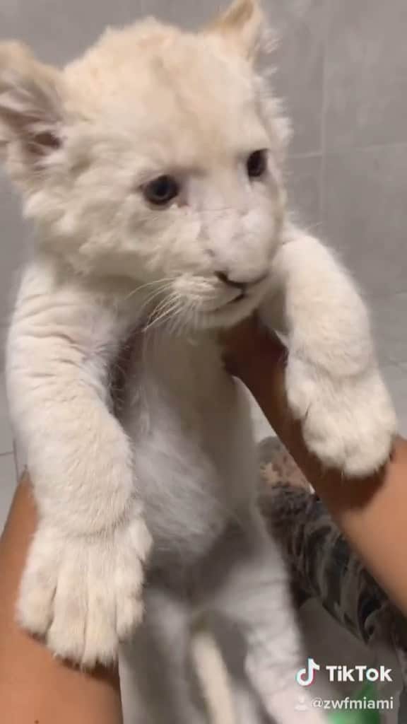Zoological Wildlife Foundationのインスタグラム：「Are you following our @tiktok account? If you aren’t what are you waiting for.   Loving this #throwback to 2019 with our white lion cub Shaka.   #lion #whitelion #cute #TheReplay #tiktok #fyp」
