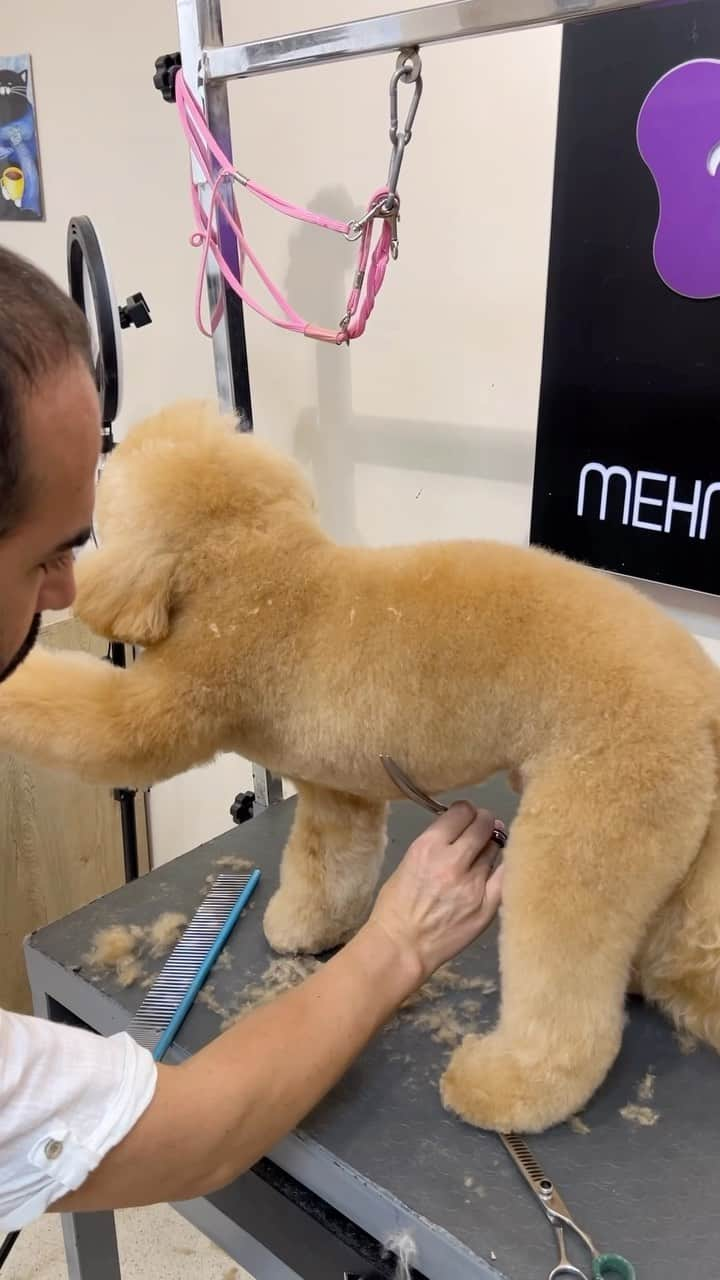 Mehmet Gunesのインスタグラム：「Very easy, basic Poodle full hand cut 😉🌺 Tony ❤️ @1harunakkaya」