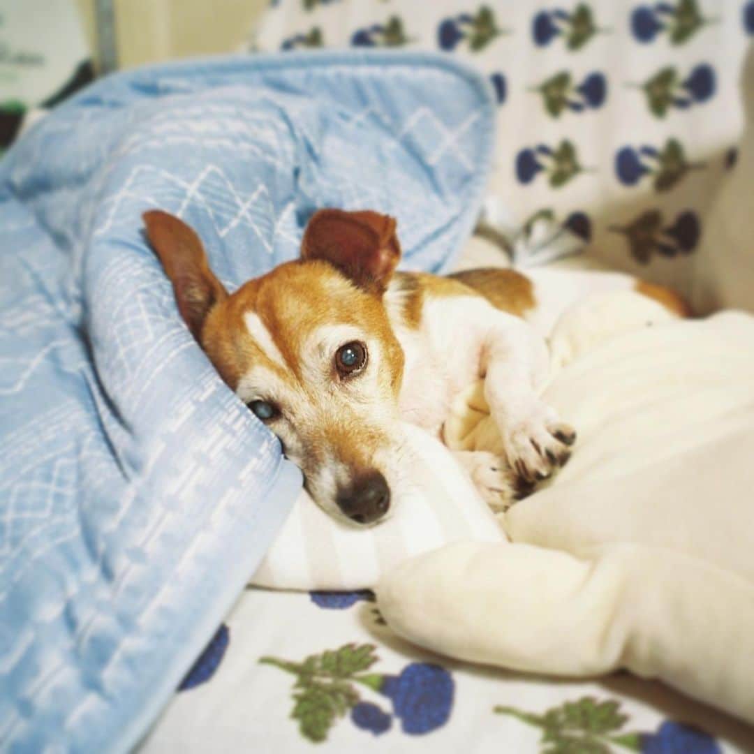 木竜麻生さんのインスタグラム写真 - (木竜麻生Instagram)10月20日 13時52分 - kiryumai_official