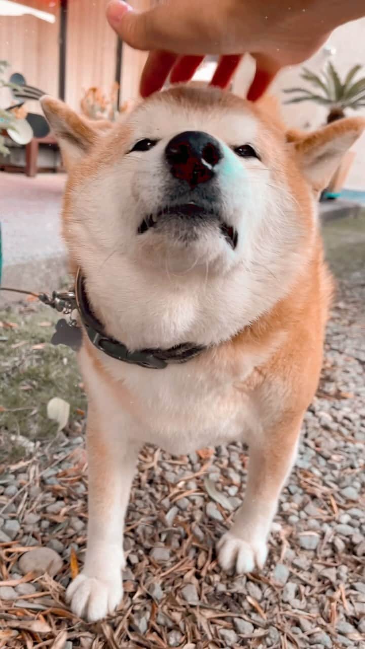 柴犬 たろのインスタグラム：「月曜日🐻いつも通りにお迎えしてくれて🧡 火曜日、水曜日、元気がなくて🤢🐶  今、たろちゃんは、 癌の可能性で検査してます。🥹」