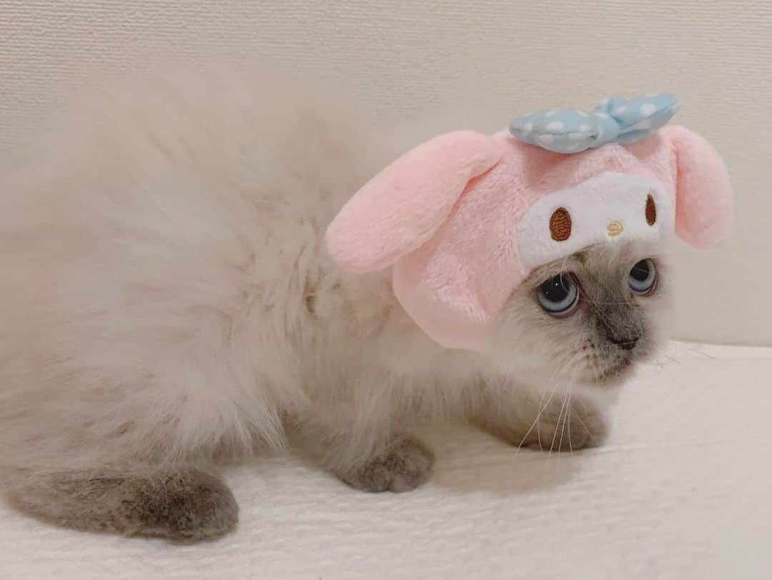 のんたさんのインスタグラム写真 - (のんたInstagram)「懐かしいシリーズ ぱんちゃんとぽるくんのマイメロごっこ🐰 ぽるくん小さい〜♡ちょうど3年前の写真です！  #マイメロ」10月20日 14時13分 - utacci