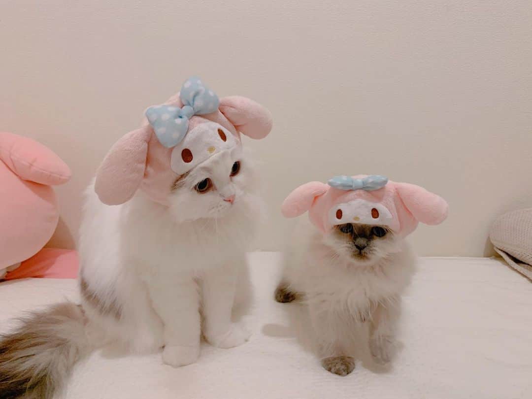 のんたさんのインスタグラム写真 - (のんたInstagram)「懐かしいシリーズ ぱんちゃんとぽるくんのマイメロごっこ🐰 ぽるくん小さい〜♡ちょうど3年前の写真です！  #マイメロ」10月20日 14時13分 - utacci