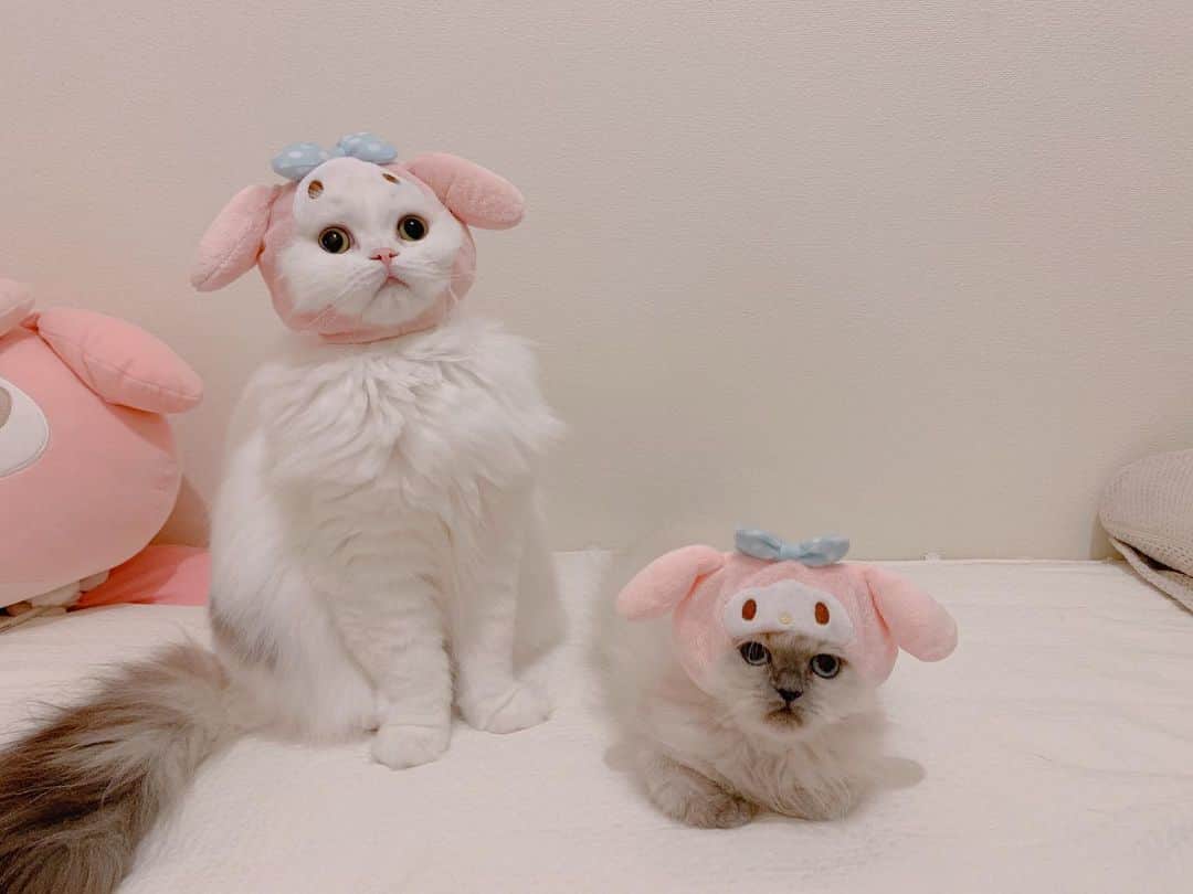 のんたさんのインスタグラム写真 - (のんたInstagram)「懐かしいシリーズ ぱんちゃんとぽるくんのマイメロごっこ🐰 ぽるくん小さい〜♡ちょうど3年前の写真です！  #マイメロ」10月20日 14時13分 - utacci
