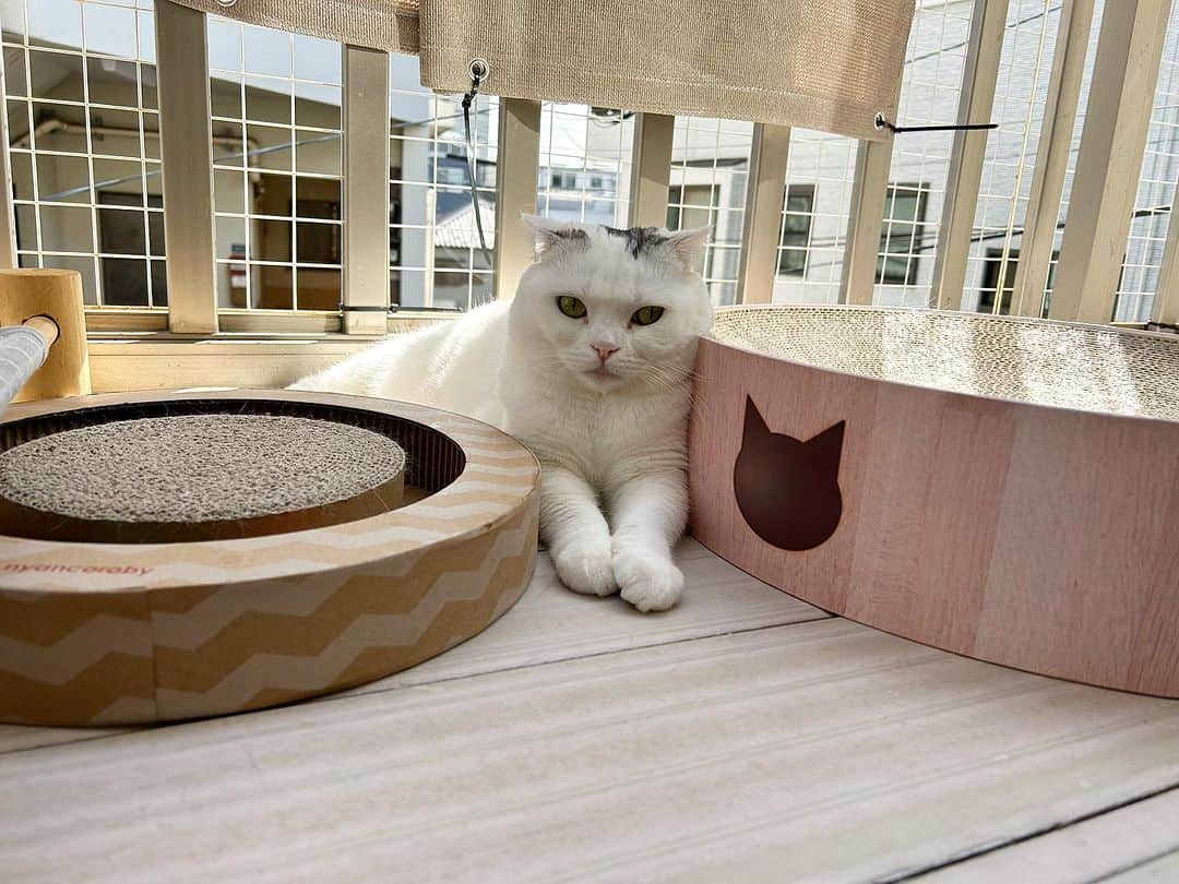 のインスタグラム：「#幸来 SP #スコティッシュフォールド  #saku #猫のいる暮らし」
