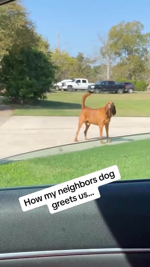 DogsOf Instagramのインスタグラム：「@thetennesseetrio furriendliest neighborly love ❤️」