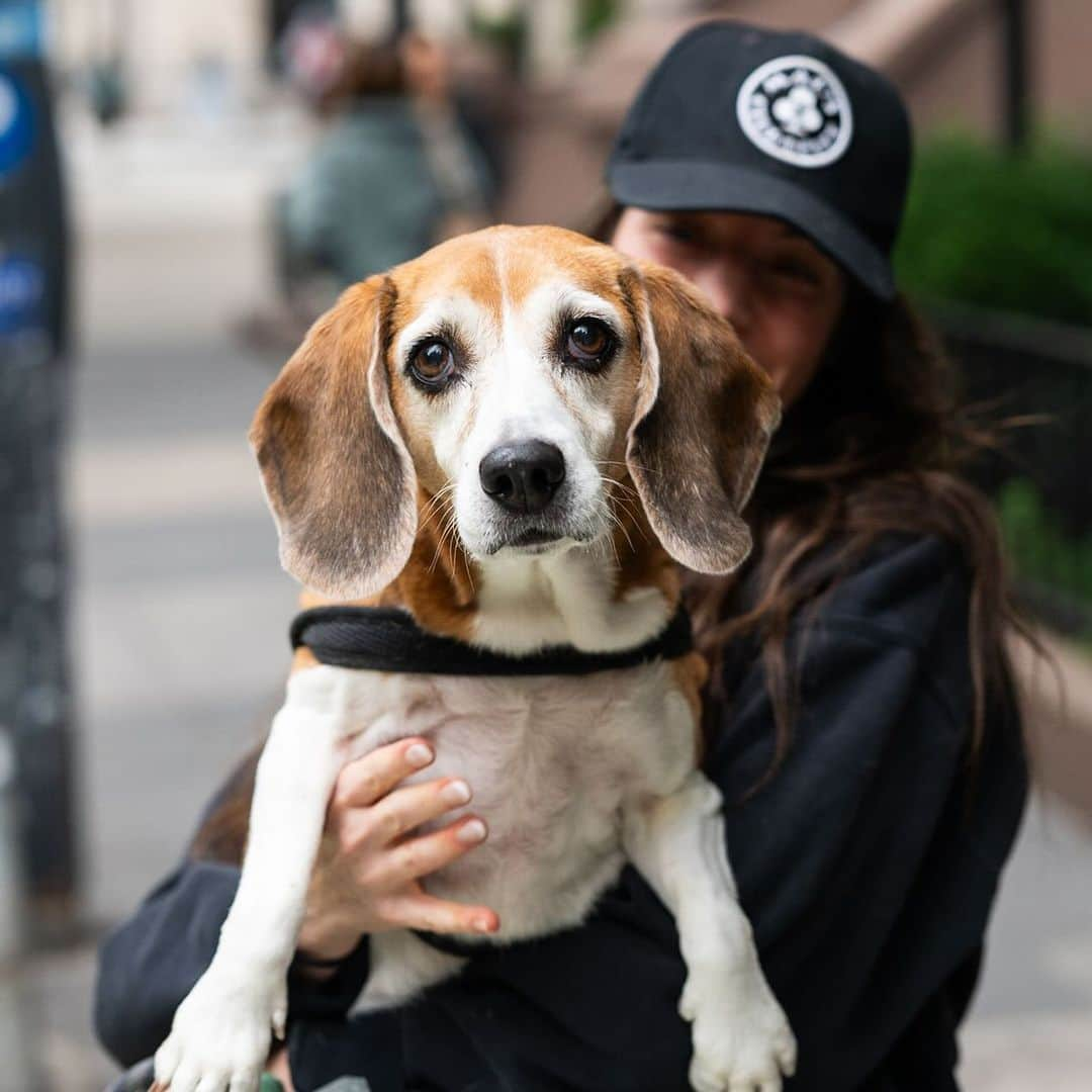 The Dogistのインスタグラム：「Margot, Beagle, 10th & 5th Ave., New York, NY • “She’s named after Margot Tenenbaum from The Royal Tenenbaums – she’s a moody b*tch with black eyeliner and a tan fur coat. She gives a lot of side eye. She’s a trash eater – all she does is eat trash. She’s a moody little Beagle who runs my life.” @margot_the_beagle_」